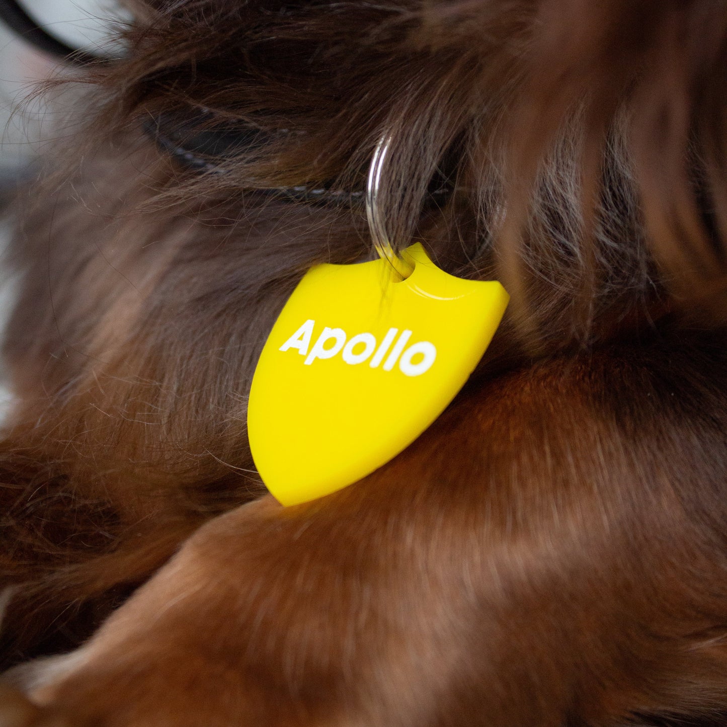 Shield Personalized Pet Tag